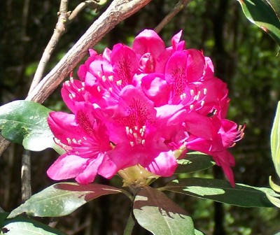rhododendron flower at the cabin